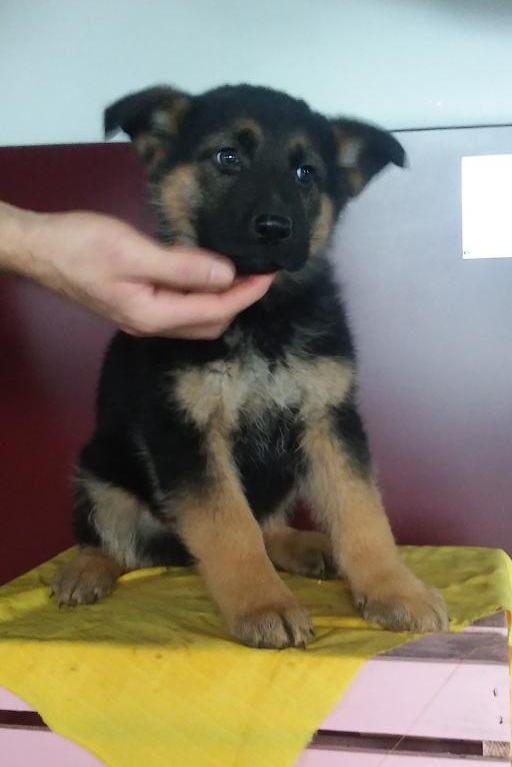 German Shepherd Puppies Looking For New Homes Image eClassifieds4u