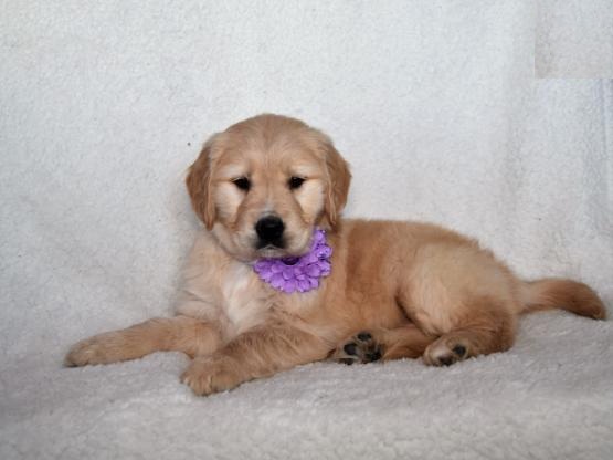 Golden Retriever Puppies Looking For New Homes Image eClassifieds4u