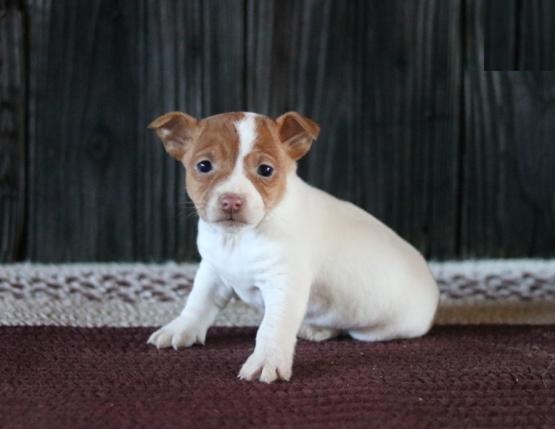 Jack Russell Terrier Puppies Looking For New Homes Image eClassifieds4u