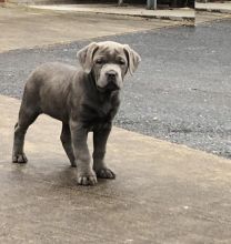 Cane Corso Puppies Looking For New Homes Image eClassifieds4U