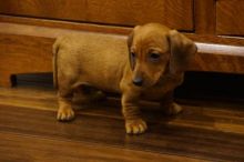 Dachshund Puppies Looking For New Homes Image eClassifieds4U
