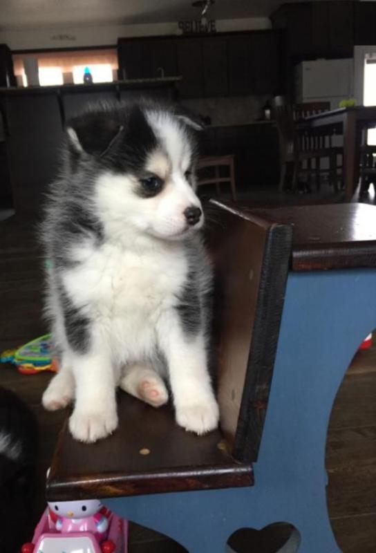 Pomsky Puppies Looking For New Homes Image eClassifieds4u