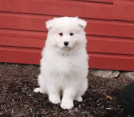 Samoyed Puppies Looking For New Homes Image eClassifieds4u