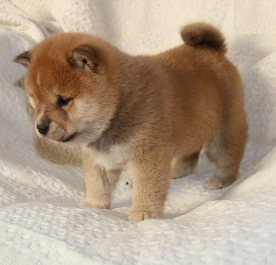 Shiba Inu Puppies Looking For New Homes Image eClassifieds4u