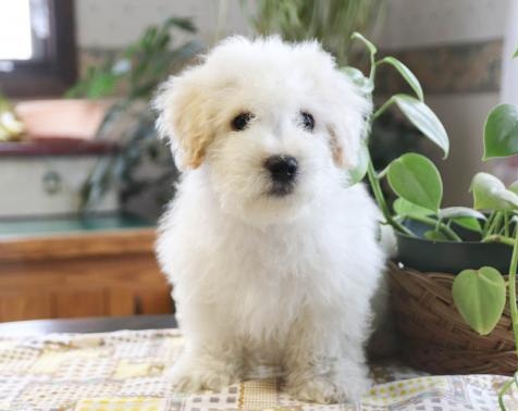 C.K.C MALE AND FEMALE BICHON FRISE PUPPIES AVAILABLE Image eClassifieds4u