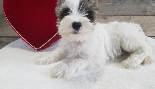 C.K.C MALE AND FEMALE MINIATURE SCHNAUZER PUPPIES AVAILABLE Image eClassifieds4u
