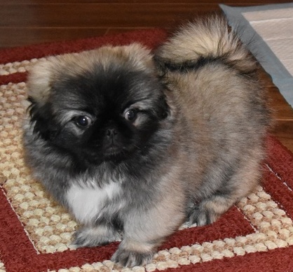 C.K.C MALE AND FEMALE PEKINGESE PUPPIES AVAILABLE Image eClassifieds4u