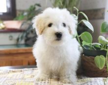 C.K.C MALE AND FEMALE BICHON FRISE PUPPIES AVAILABLE