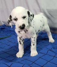 C.K.C MALE AND FEMALE DALMATIAN PUPPIES AVAILABLE