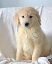 C.K.C MALE AND FEMALE GOLDENDOODLE PUPPIES AVAILABLE