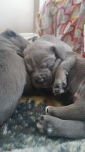 Blue American Bully Pitbull Pups