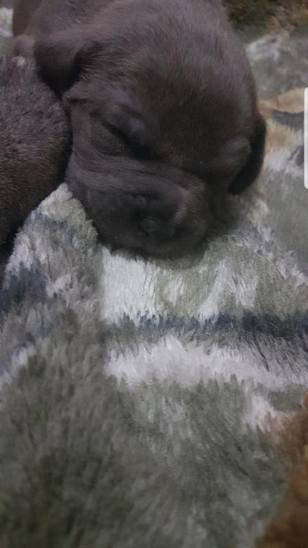 Blue American Bully Pitbull Pups Image eClassifieds4u