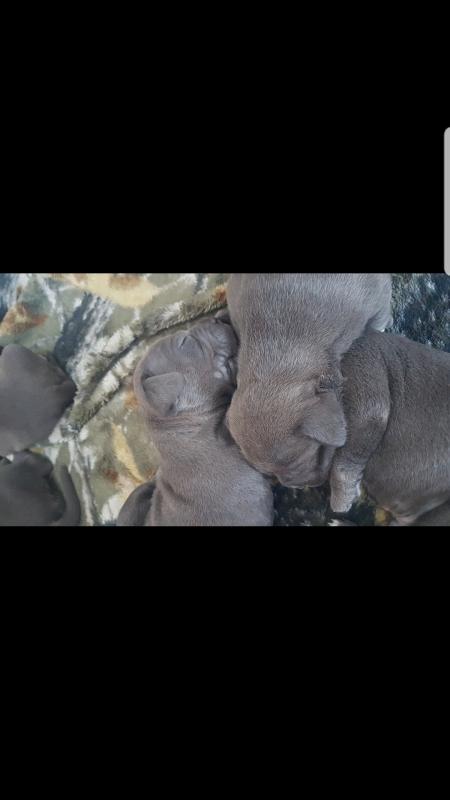 Blue American Bully Pitbull Pups Image eClassifieds4u