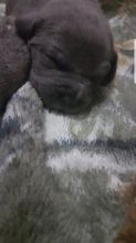 Blue American Bully Pitbull Pups Image eClassifieds4u 3
