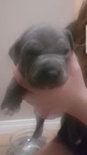 Blue American Bully Pitbull Pups Image eClassifieds4u 4