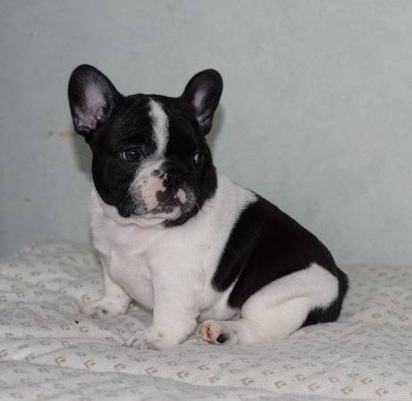 ***Sweet French B.u.l.l.d.o.g Puppies for lovely homes Image eClassifieds4u