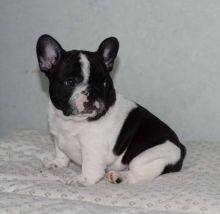 ***Sweet French B.u.l.l.d.o.g Puppies for lovely homes