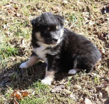 Australian Shepherd Puppies Standard Size :Call or Text (215) 650-7014‬ or mispaastro@gmail.com