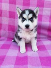 Blue Eyed Female Husky Puppy Ready Now :Call or Text ‪(215) 650-7014‬ or mispaastro@gmail.com