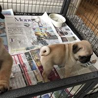 Charming and Well Socialized Pug Puppies