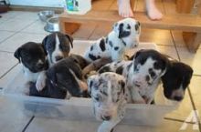 Charming Great Dane Puppies Ready For Good Homes :Call or Text (215) 650-7014‬ or mispaastro@gmail