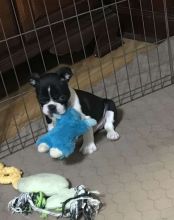 CKC Boston Terrier Pups Males and Females Available:Call or Text (215) 650-7014‬