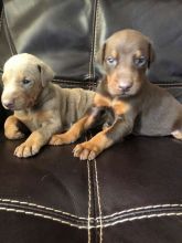 Doberman Puppies Papered :Call or Text (215) 650-7014‬ or mispaastro@gmail.com