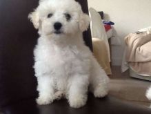 Finest Bichon Frise Puppies Available contact us at (215) 650-7014‬