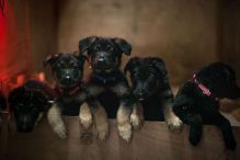 Newfoundland Puppies :Call or Text (215) 650-7014‬ or mispaastro@gmail.com