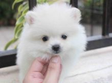 Gorgeous Cream Pomeranian Puppy Girl Available!