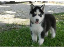 Male and Female Husky Pup Ready For Home
