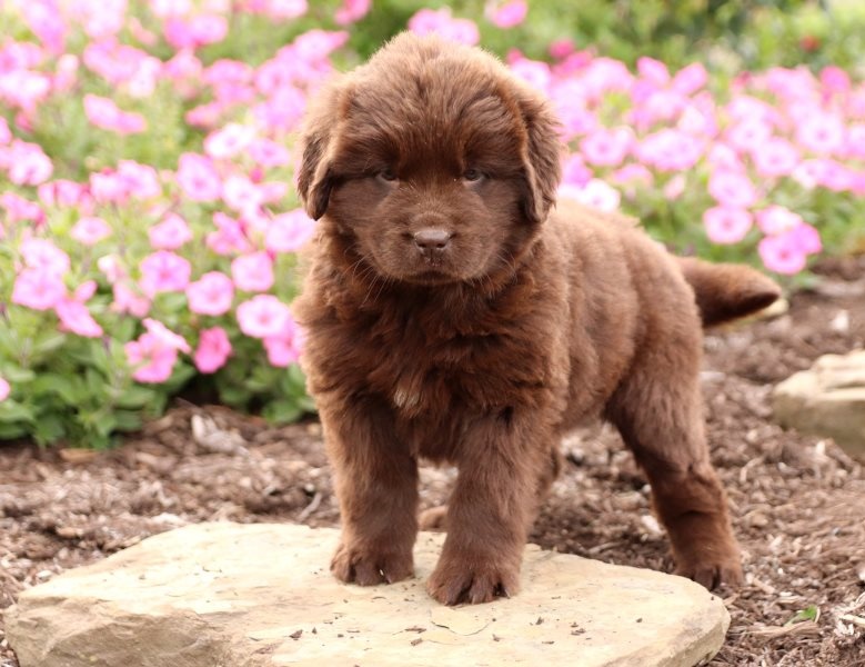 Family Raised Newfoundland Puppies For Sale- e mail on ( paulhulk789@gmail.com ) Image eClassifieds4u