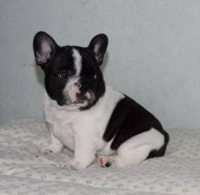 ***Sweet French B.u.l.l.d.o.g Puppies for lovely homes Image eClassifieds4U