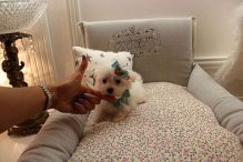 Pocket Maltese Puppies - Teacups and Tiny Breeds Contact us at ‪(215) 650-7014‬ Image eClassifieds4u 2