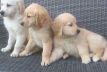 Beautiful Kc Registered Pups Fully Health Tested Kc registered puppies. Image eClassifieds4U