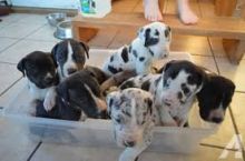 Charming Great Dane Puppies Ready For Good Homes :Call or Text (215) 650-7014‬ or mispaastro@gmail Image eClassifieds4U