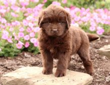 Family Raised Newfoundland Puppies For Sale- e mail on ( paulhulk789@gmail.com ) Image eClassifieds4u 1