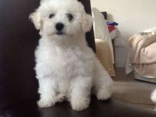 Finest Bichon Frise Puppies Available contact us at (215) 650-7014‬ Image eClassifieds4u 1