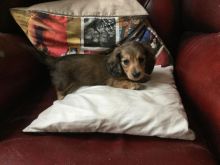 Alaskan malamute puppies 10 Weeks Old:Call or Text (215) 650-7014 or mispaastro@gmail.com Image eClassifieds4u 1