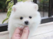 Gorgeous Cream Pomeranian Puppy Girl Available! Image eClassifieds4U