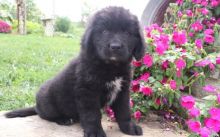 Home Raised Newfoundland Puppies For Sale - e mail on ( paulhulk789@gmail.com ) Image eClassifieds4u 1