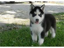 Male and Female Husky Pup Ready For Home Image eClassifieds4u 1