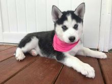 Male and Female Husky Pup Ready For Home Image eClassifieds4u 2