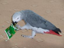 Top quality African Grey parrot Image eClassifieds4U