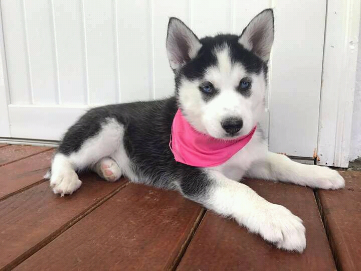 Male and Female Husky Pup Ready For Home Image eClassifieds4u