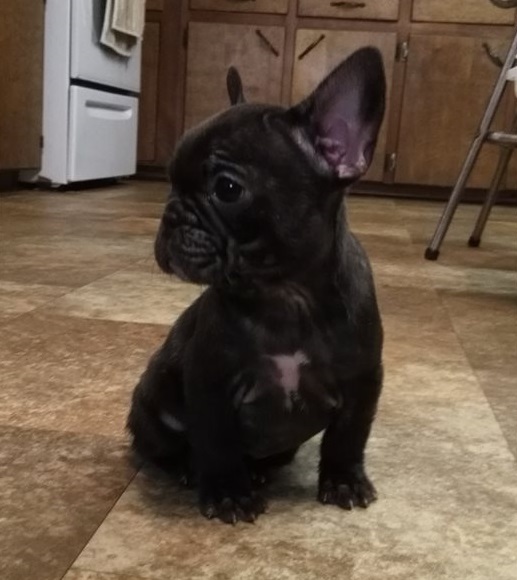 Rare Blue Frenchies, Short, Cobby, Perfect Babies:Call or Text (215) 650-7014‬ or mispaastro@gmail Image eClassifieds4u