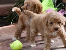 Charming Labradoodle Pups Ready Now-e mail on ( paulhulk789@gmail.com).