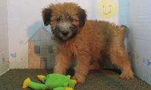 Handsome Soft Coated Wheaten Terrier Puppies Text on ( 7864960717 )