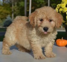 Sweet Goldendoodle Pups For Sale-e mail on ( paulhulk789@gmail.com)