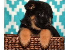 Adorable German Shepherd puppies.